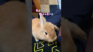 飼い主が食べてるの見つけた時　　登ってちょうだいアピール　生後4ヶ月　すくすく #ホーランドロップイヤー  #rabbit