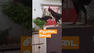 தூய சிறுவிடை சேவல் | Rooster 🐓