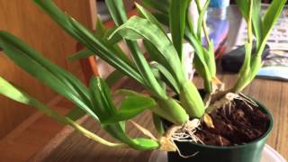 Miltonia spectabilis var Moreliana