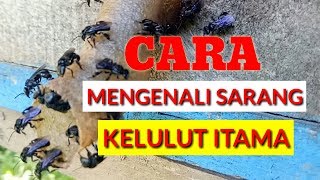 Mengenal Sarang Kelulut Itama ( Heterotrigona Itama ) Trigona Itama