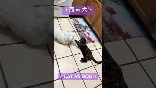 【猫パンチ炸裂💥】サビ猫にノックアウトされるマルプーの子犬🤣 #cat #rocky #boxing #ノックアウト #ボクシング