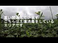 オクラ栽培　土壌消毒の有無による生育の違いと私が目指す栽培技術（前編）