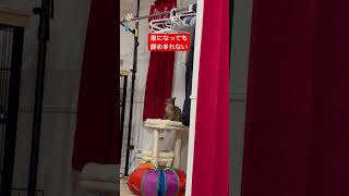 (前編)濡れた猫じゃらし干したら… #サビ猫 #ネコ #保護猫 #子猫