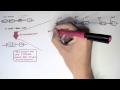 Immunology - Antibody Somatic (VDJ) Recombination II