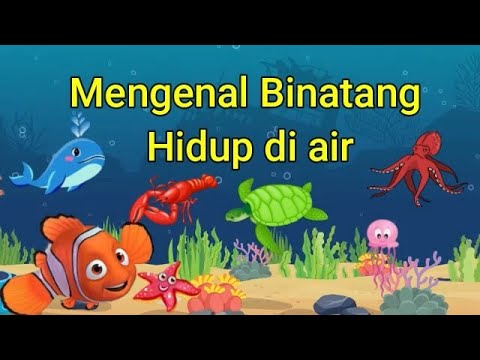 Mengenal Binatang Hidup Di Air - YouTube