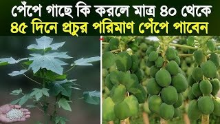 পতিত জমিতে পেঁপে চাষ | পেঁপে গাছে সার প্রয়োগ | রূপসী বাংলা এগ্রো।