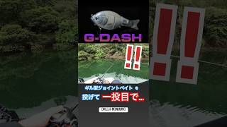 【バス釣り】ギル型ジョイントベイトを投げて一投目で…‼︎  RAIDJAPAN レイドジャパン　『G-DASH』ジーダッシュ