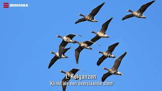 Vroege Vogels - Herken het ganzengeluid