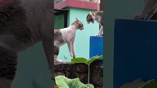 বিড়ালের ঝগড়া।##catvideos ##catlovers