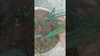 ఉల్లి కూరని కుండీలో ఈ విధంగా పెంచుకోండి 🧅 easy way to grow spring onions #shorts