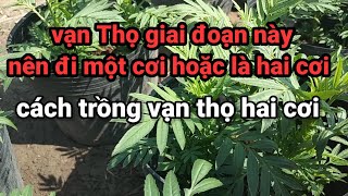 cách trồng vạn Thọ hai cơi Tết 2024 ngày 19