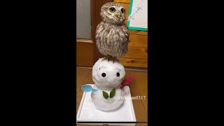 【Instagramで270万再生された動画】おおはしゃぎするフクロウ