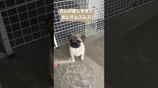 [パグ]ガムが大好き🐶 #パグ#pug#ぱぐ#子犬#dog#犬猫#ペット#赤ちゃん#baby#シェアのお願い🐶#リツイートのお願い🐶#チャンネル登録のお願い