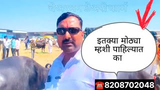 इतक्या मोठ्या म्हशी पाहिल्यात का / घोडेगाव म्हैस बाजार live 🔴 @chairmandairyfarm   घोडेगावातील top