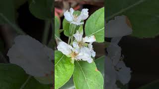 Apple tree blossom from our #garden #applebloom #fruitgarden #harvest