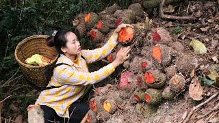 Harvesting brown tubers to sell at the market l Lý Thị Sai