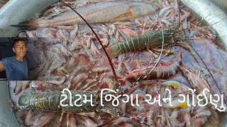 આજ આપડા બંધણ મા ટીટમ જિંગા અને ગોંઈણૂ     (કૂત) આવ્યૂ #gujarat #india #fish #jinga