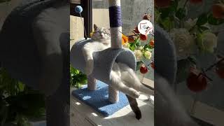 LOL, Super Funny Cute Cats Videos Best Moments of Cats Shorts 😺😂😂 -EPS594