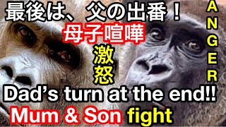 🔥激怒！父モモタロウは最終的にゲンキ母を助ける🌸Anger! Dad Momotaro saves Mum Genki in the end【KyotoZoo 京都市動物園】 2021/12/03