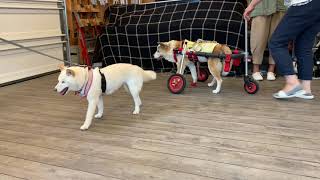 2021.06.29　「はな工房」の犬用車椅子　富山県　中型犬　ごまちゃん♪