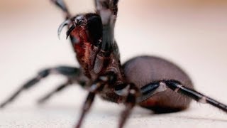 Why You Shouldn't Eradicate Those Spiders In Your House