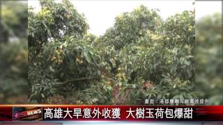 20150603 高雄大旱意外收獲 大樹玉荷包爆甜