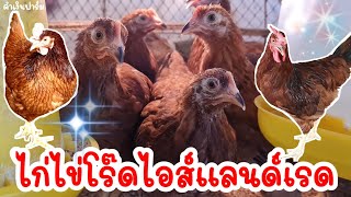 ไก่ไข่โร๊ดไอส์แลนด์เรด สายอเมริกา เลี้ยงง่าย ไข่ดกฟองใหญ่ by คำเงินฟาร์ม