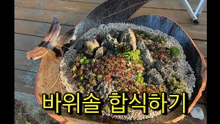 바위솔합식하기 succulents 多肉植物