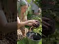 how to use seaweed in the garden to fertilise plants and repel slugs gardeningtips growyourownfood