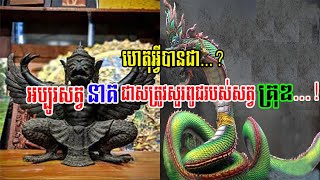 ហេតុអ្វីបានអម្បូរសត្វនាគជាសត្រូវសួរពូជរបស់សត្វគ្រុឌ..!/Why the dragon species is the enemy, ask the