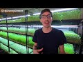 microgreens farm ideal environmental conditions