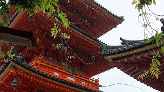 Shinrin-yoku: Within the Nature [Kyoto, Nara, Osaka, Miyajima]