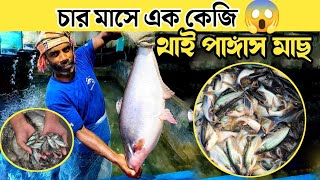 থাই পাঙ্গাস মাছ চাষ পদ্ধতি | নতুন বছরের নতুন থাই পাঙ্গাস মাছের পোনা | Thai Pangwas Fish Farming