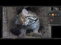 Mastering On1 Photo RAW 2018 - Episode 35 - Processing Workflow: Feathers & Fur