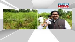 Massive Lemon Grass Scam In Malkangiri Uncovered, MLA Investigates | Know The Details