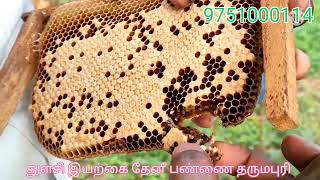 🐝 ராணிதேனீ இல்லாத பெட்டியை சரி செய்வது எப்படி??? 🐝..#Queenbee#thulasihoneyfarm...