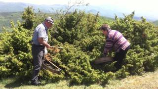 bombay sapphire juniper berry harvest tuscany