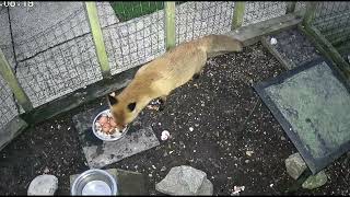 Our Family of Foxes - Rosie appears before dark tonight. 🌹🦊💞