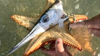 Starfish Eating Dead Fish. Predator Without Heart And Brain!