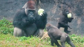 小金剛Ringo成功拿到阿爸的菜 對著哥哥拍手Ringo successfully got dad's food and clapped to Jabali#金剛猩猩 #gorilla