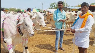 పెబ్బేరు సంతలో కలర్ ఫుల్ గా ఉన్న అందమైన పాలపల్ల కోడెదూడల రేట్లు | Milkteeth Bulls prices👈in Pebbair