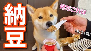 【柴犬】初めての納豆なのに食べ方綺麗すぎませんか