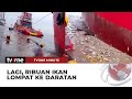 Fenomena Ribuan Ikan Lompat ke Darat di Dermaga Marunda | tvOne Minute