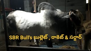 SBR Bull's బుల్లెట్ , రాకెట్ \u0026 సర్దార్ A narayana puram ASR nager ananthapur