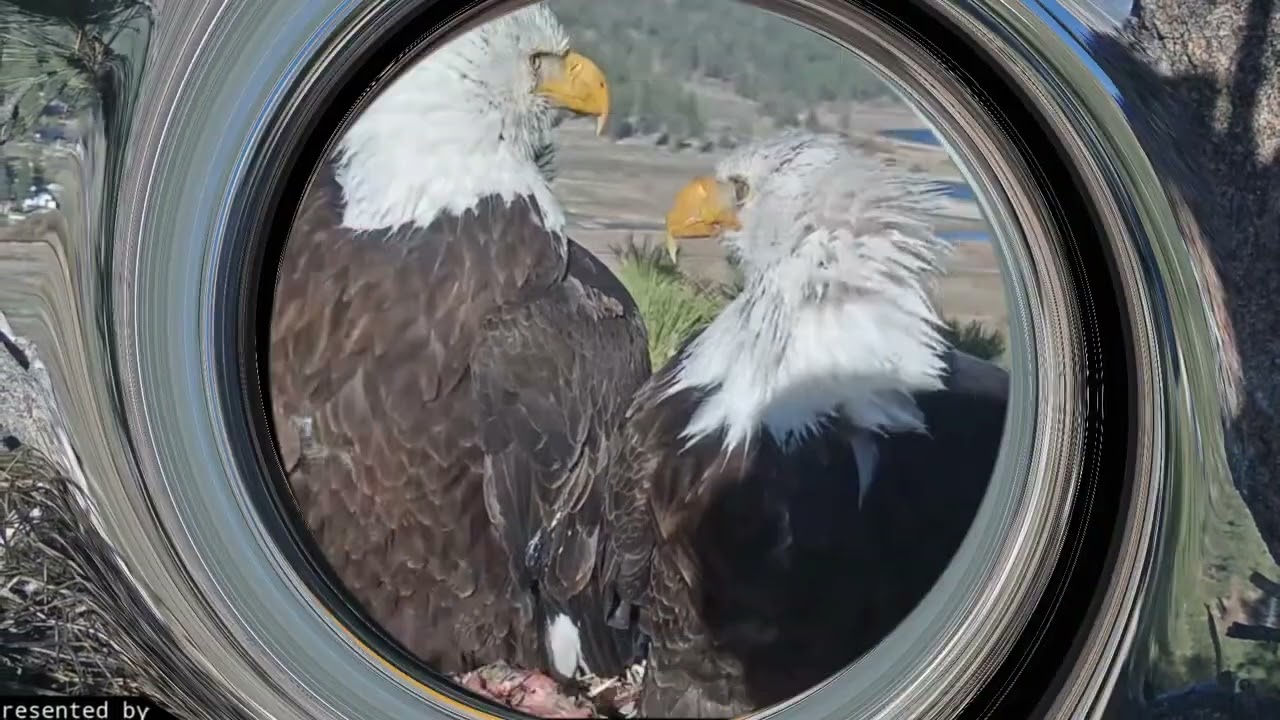 Jackie And Shadow Big Bear Bald Eagle Live Nest Cam - YouTube