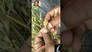 കടുക് വിളവെടുപ്പ്/mustard harvesting/Lals food World #short