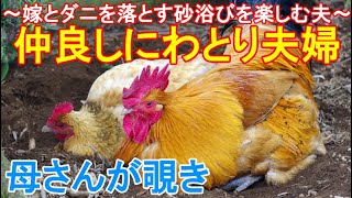 仲良しにわとり夫婦～ボス雄鶏と嫁はダニと汚れを落とす風呂と同じ衛生習慣の砂浴び～