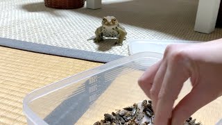 大量の乾燥コオロギに近寄ってくるヒキガエル