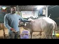 khillar cow पशुखाद्य चा रिजल्ट बैलगाडी शर्यत