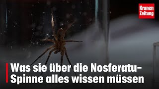 Was sie über die Nosferatu-Spinne alles wissen müssen | krone.tv NEWS